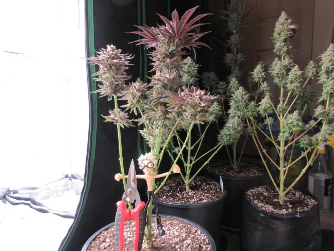 Grapefruit Grow. Week 15 - Chopper ready to do some chopping!