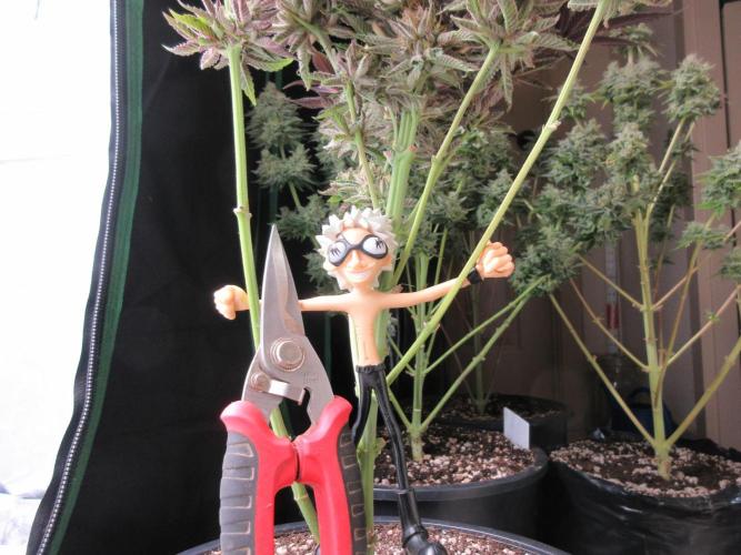 Grapefruit Grow. Week 15 - Chopper likes to chop!