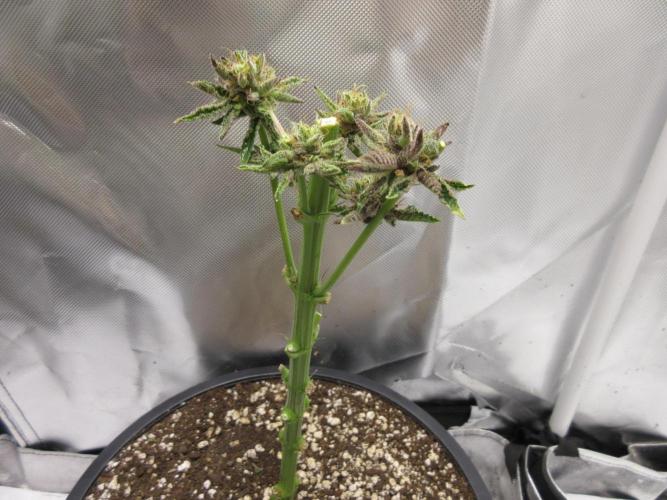 Grapefruit Grow. Week 15 - Try for reveg