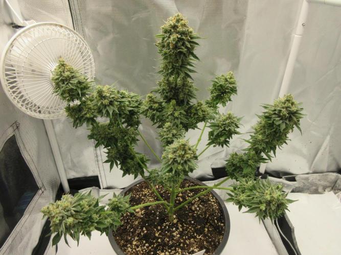 Apollo 11 x Grimm Glue Cross. Week 15