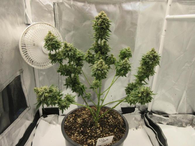Apollo 11 x Grimm Glue Cross. Week 15