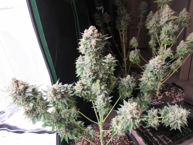 Apollo 11 x Grimm Glue Cross. Week 15