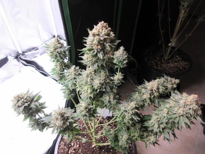 Apollo 11 x Grimm Glue Cross. Week 15