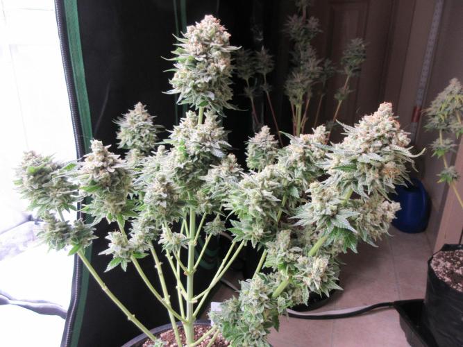 Apollo 11 x Grimm Glue Cross. Week 15