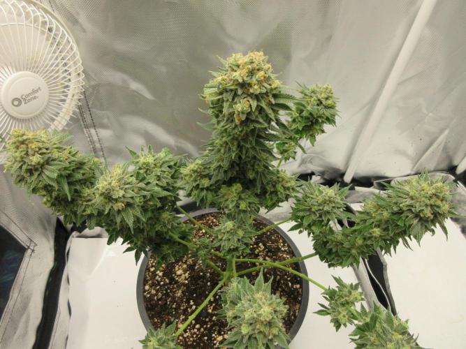 Apollo 11 x Grimm Glue Cross. Week 15