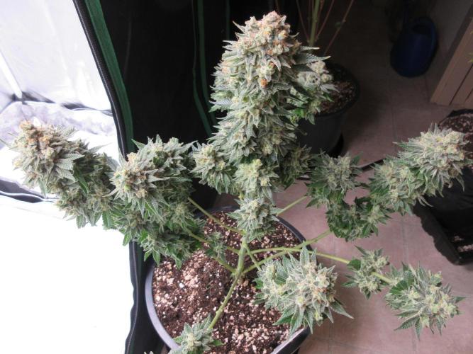Apollo 11 x Grimm Glue Cross. Week 15