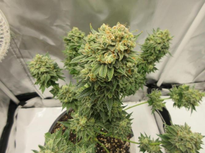 Apollo 11 x Grimm Glue Cross. Week 15