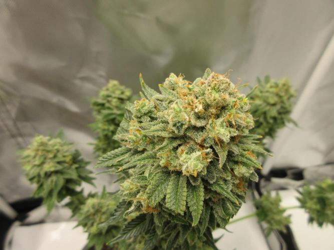 Apollo 11 x Grimm Glue Cross. Week 15