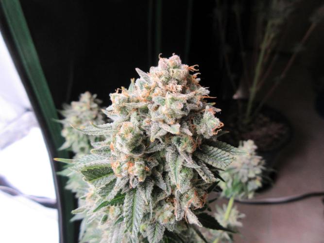Apollo 11 x Grimm Glue Cross. Week 15