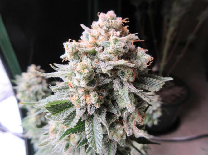 Apollo 11 x Grimm Glue Cross. Week 15