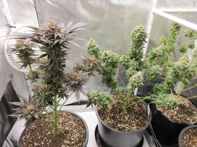 Apollo 11 x Grimm Glue Cross. Week 15 - Lil Joe and Grapefruit ready to harvest