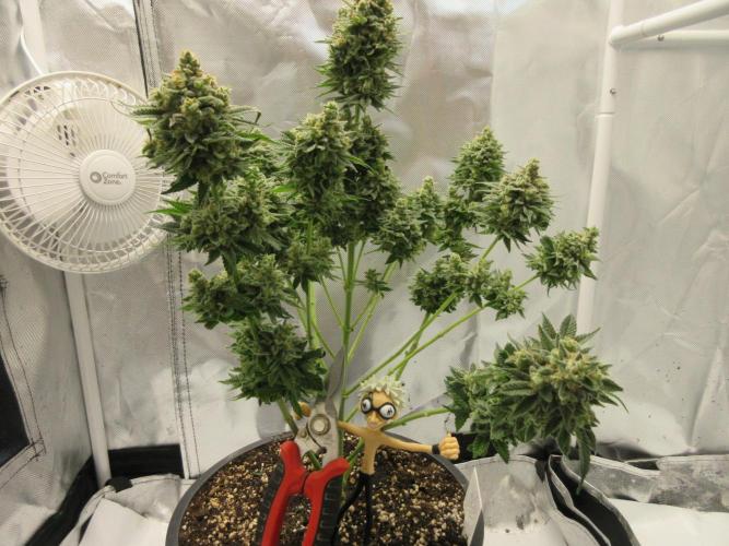 Apollo 11 x Grimm Glue Cross. Week 15 - Chopper ready to do some chopping!