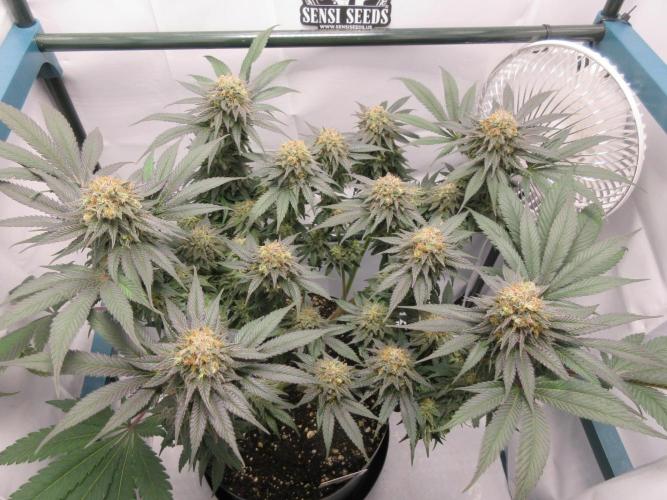 SENSI Sweet Cherry Kush-Time Lapse. Week 14 - Cherry Kush - 9 weeks flowering completed