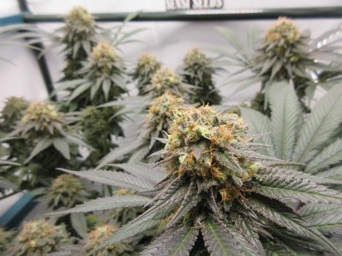 SENSI Sweet Cherry Kush-Time Lapse. Week 14 - Looking good!