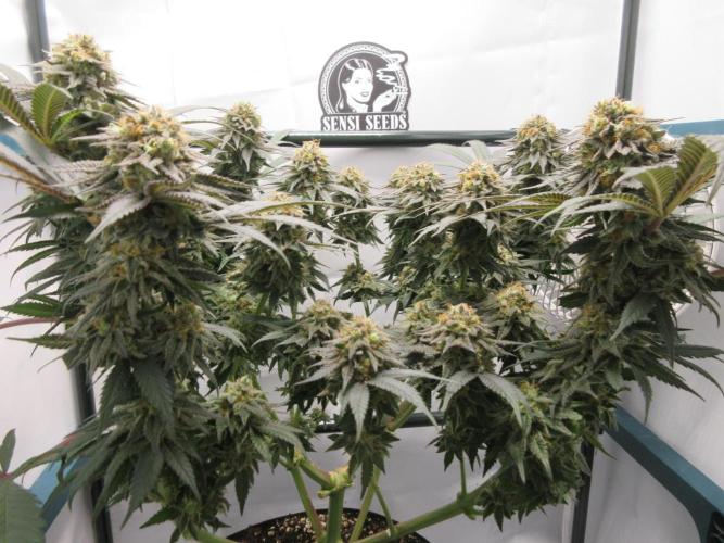 SENSI Sweet Cherry Kush-Time Lapse. Week 14 - Getting heavy!