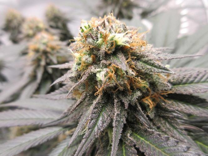 SENSI Sweet Cherry Kush-Time Lapse. Week 14