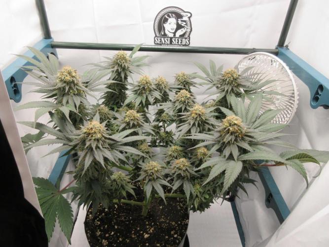 SENSI Sweet Cherry Kush-Time Lapse. Week 14