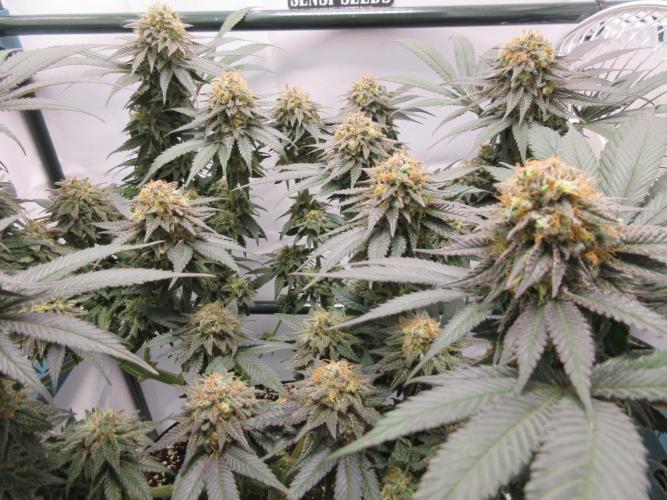 SENSI Sweet Cherry Kush-Time Lapse. Week 14