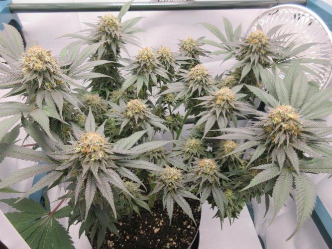 SENSI Sweet Cherry Kush-Time Lapse. Week 14