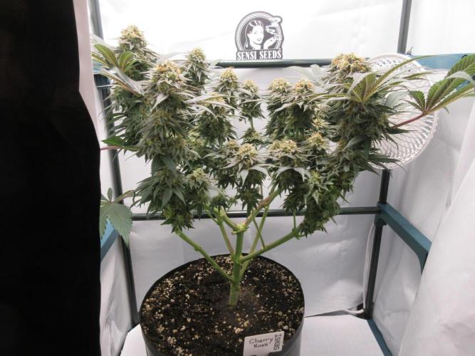 SENSI Sweet Cherry Kush-Time Lapse. Week 14