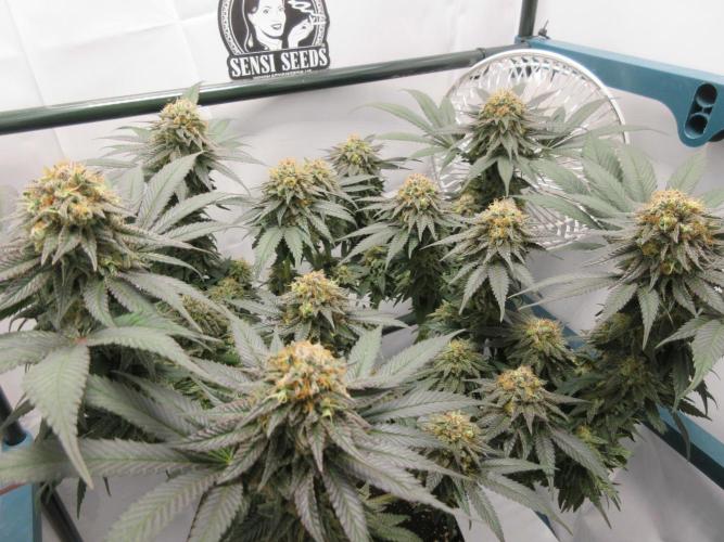 SENSI Sweet Cherry Kush-Time Lapse. Week 14