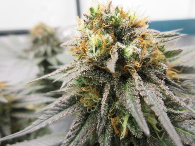SENSI Sweet Cherry Kush-Time Lapse. Week 14
