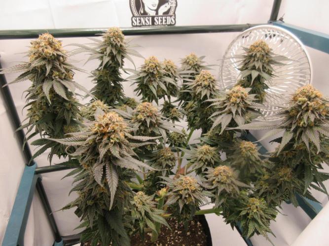 SENSI Sweet Cherry Kush-Time Lapse. Week 15