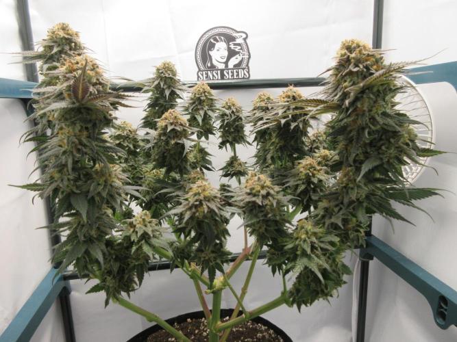 SENSI Sweet Cherry Kush-Time Lapse. Week 15