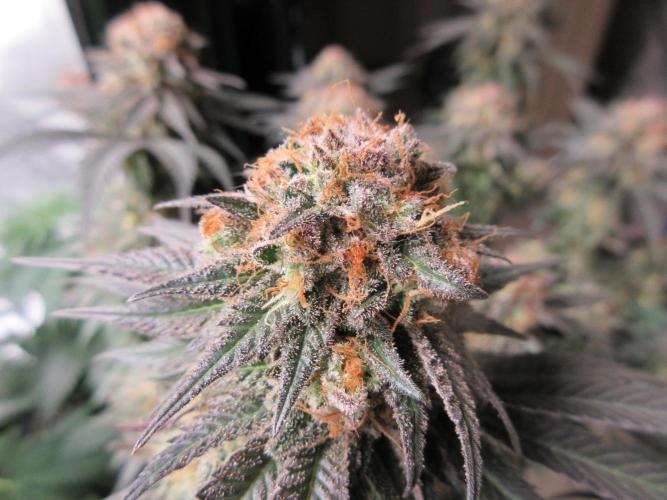 SENSI Sweet Cherry Kush-Time Lapse. Week 15