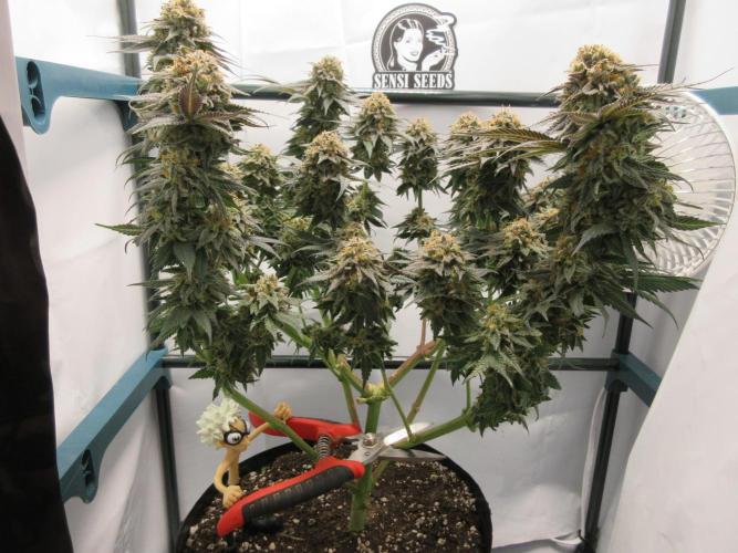 SENSI Sweet Cherry Kush-Time Lapse. Week 15