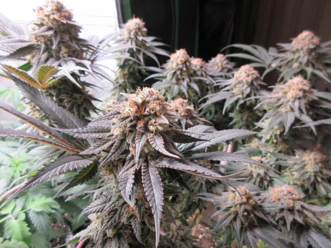 SENSI Sweet Cherry Kush-Time Lapse. Week 15