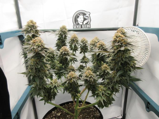 SENSI Sweet Cherry Kush-Time Lapse. Week 15