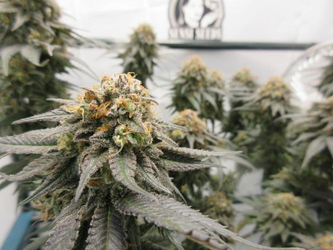 SENSI Sweet Cherry Kush-Time Lapse. Week 15