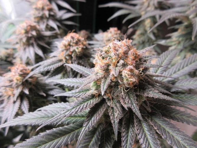 SENSI Sweet Cherry Kush-Time Lapse. Week 15