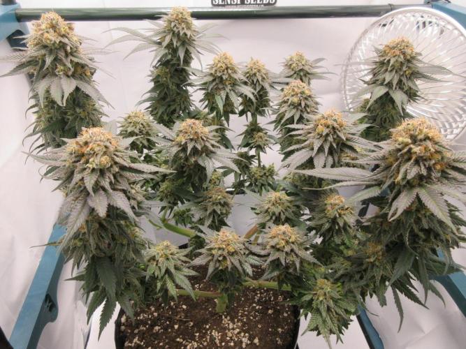 SENSI Sweet Cherry Kush-Time Lapse. Week 15