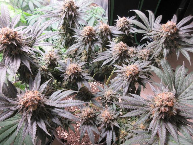 SENSI Sweet Cherry Kush-Time Lapse. Week 15