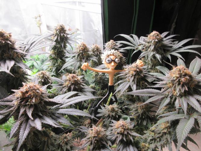 SENSI Sweet Cherry Kush-Time Lapse. Week 15