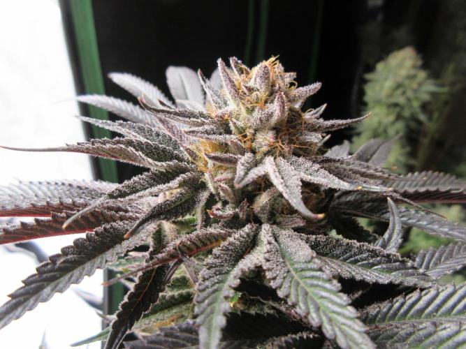 Grapefruit Organic Grow. Week 16 - Grapefruit at harvest