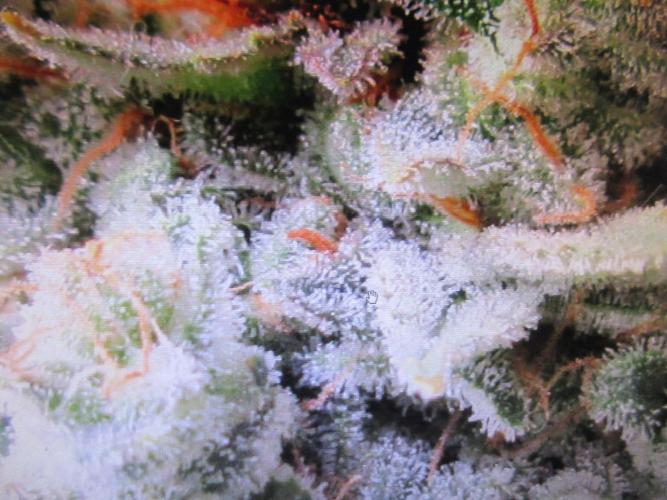 Apollo 11 x Grimm Glue Cross. Week 16