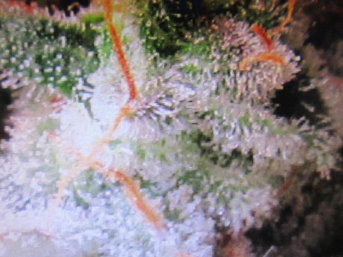 Apollo 11 x Grimm Glue Cross. Week 16