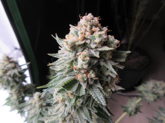Apollo 11 x Grimm Glue Cross. Week 16 - At harvest