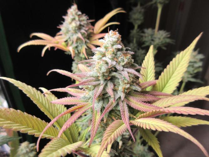 Apollo 11 x Grimm Glue Cross. Week 16 - Lil Joe #2