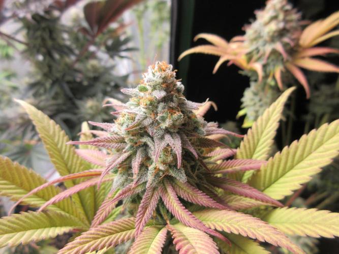 Apollo 11 x Grimm Glue Cross. Week 16 - Lil Joe #2