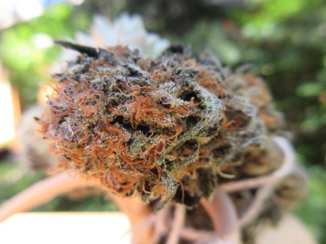SENSI Sweet Cherry Kush-Time Lapse. Week 16 - Nice color!