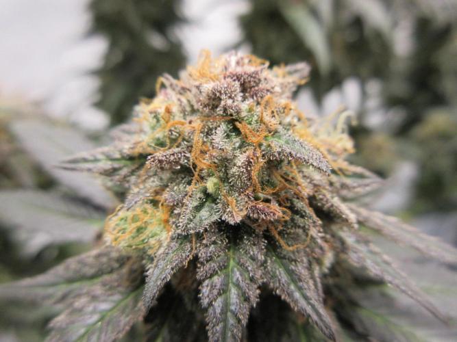 SENSI Sweet Cherry Kush-Time Lapse. Week 16