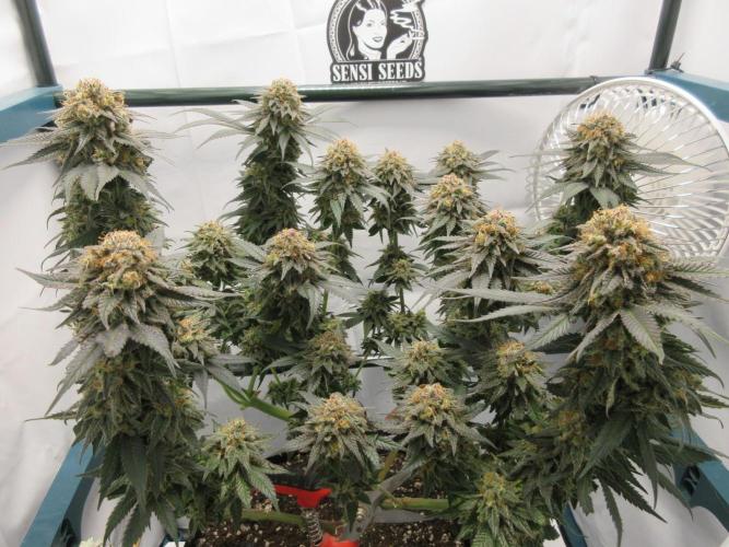 SENSI Sweet Cherry Kush-Time Lapse. Week 16 - Plant at harvest