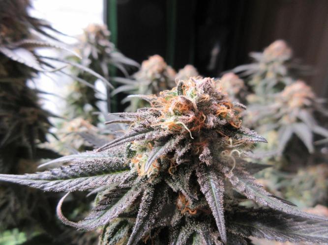 SENSI Sweet Cherry Kush-Time Lapse. Week 16