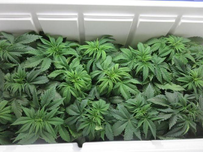 Apollo 11 x Grimm Glue Cross. Week 4 - Sea of green in grow box - several strains  shown