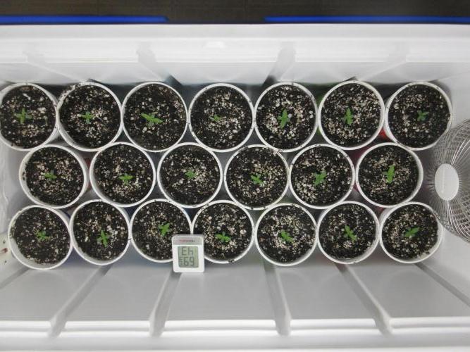 Apollo 11 x Grimm Glue Cross. Week 0 - Several strains shown