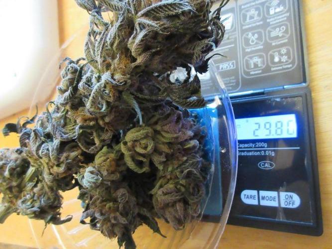 Grapefruit Organic Grow. Week 16 - 29.8 g on the scale